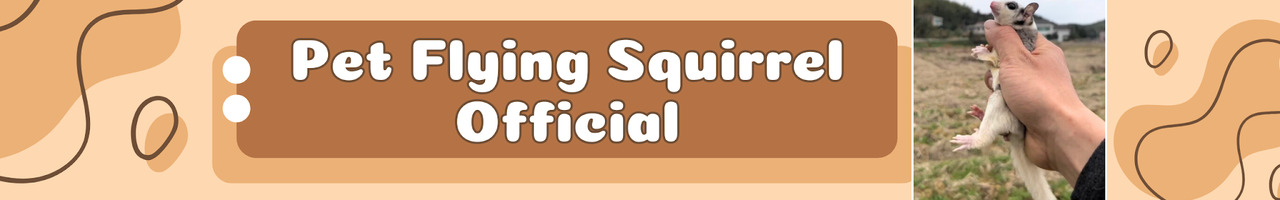 Pet Flying Squirrel Official