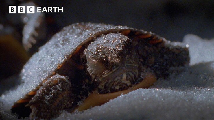 David Attenborough featured image